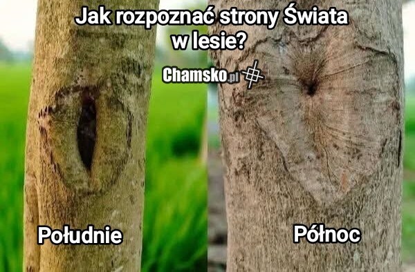 Strony świata
