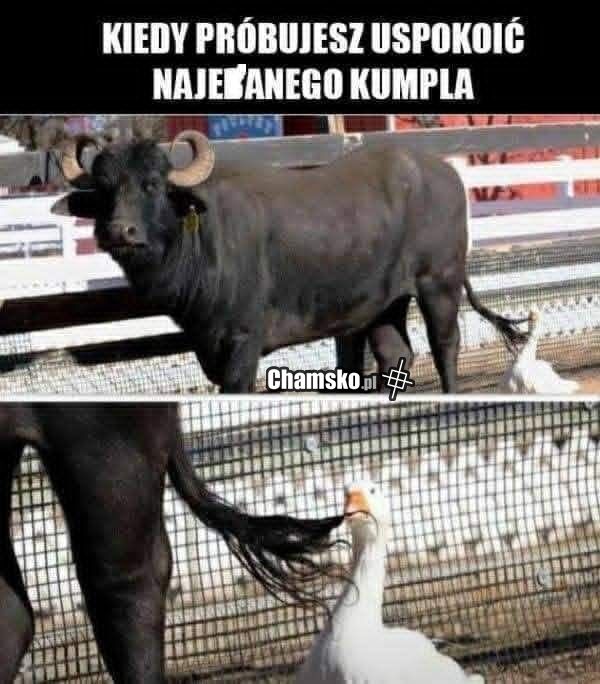 Nawalony kumpel