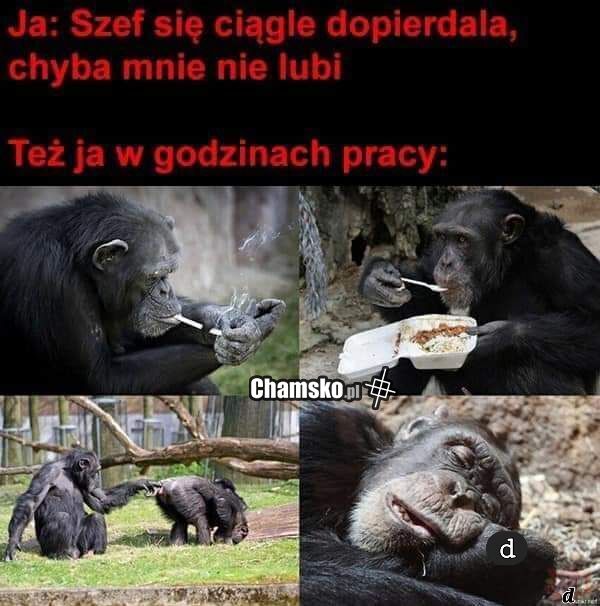 Szef gnój