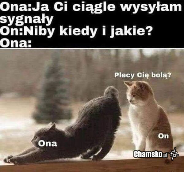 Sygnały