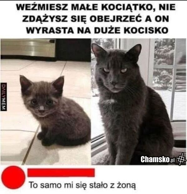 Mały kotek