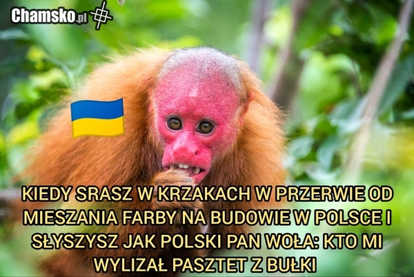 Dima lubi pasztet