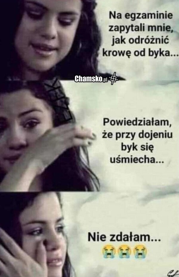 Krowa a byk