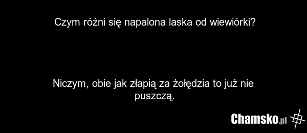 Czym różni się napalona laska od wiewiórki? Niczym, obie jak złapią za żołędzia to już nie puszczą.