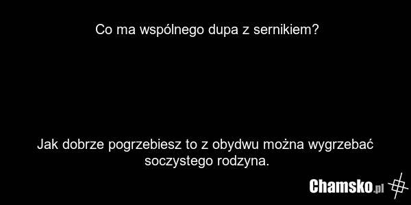 Co ma wspólnego dupa z sernikiem? Jak dobrze pogrzebiesz to z obydwu można wygrzebać soczystego rodzyna.