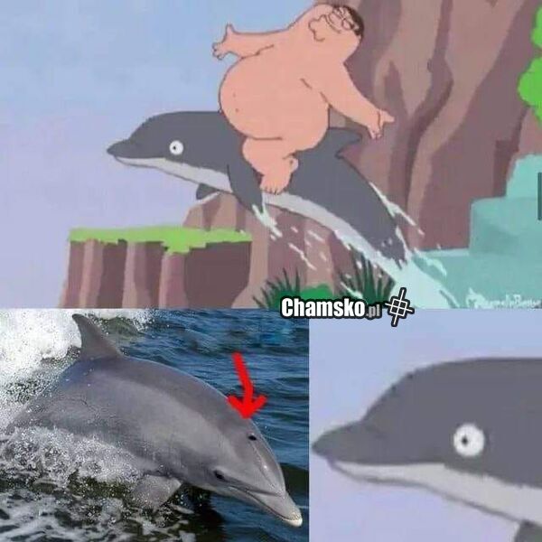 Skok na delfinie