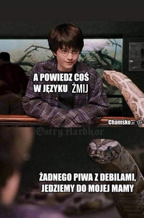 Gadająca żmija