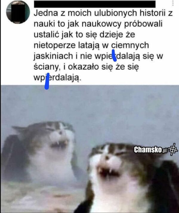 Nietoperze