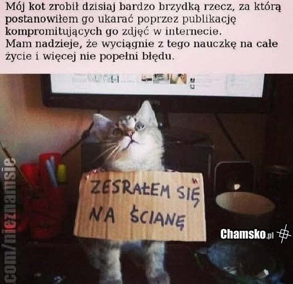 Zły kot
