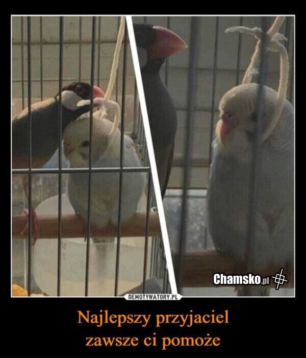 Przyjacielska pomoc