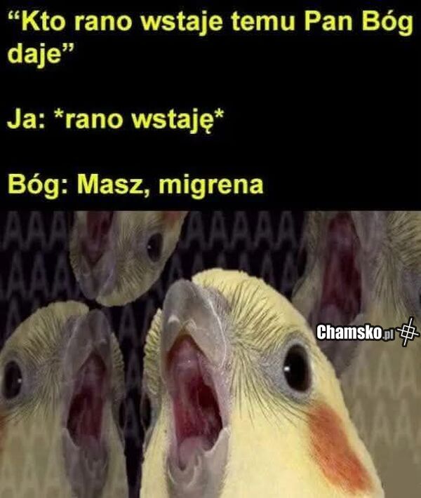 Kto rano wstaje