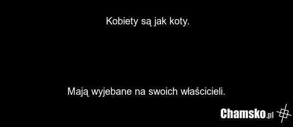 Kobiety są jak koty. Mają wyjebane na swoich właścicieli.