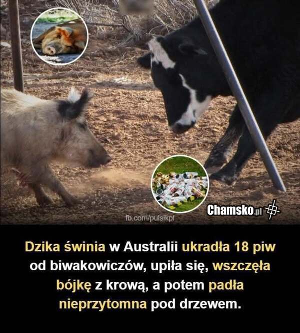 Ciekawe jakiego była koloru