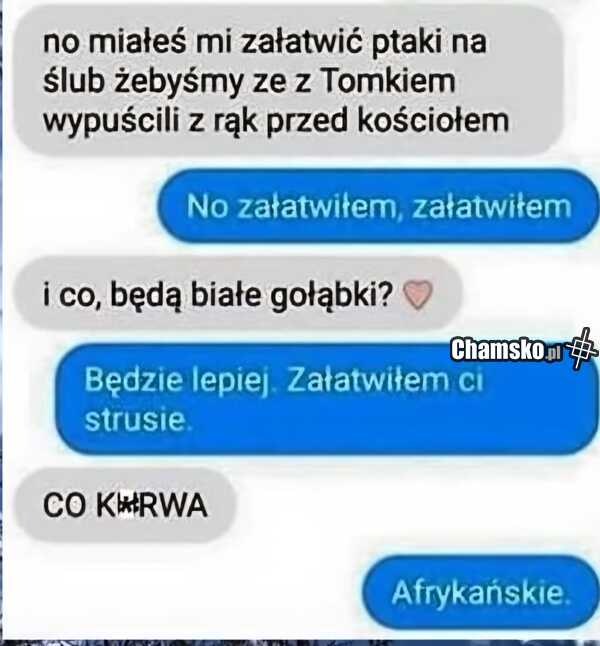 Ptaki na ślub