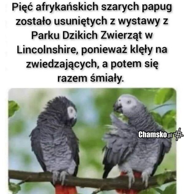Zajebiste papugi