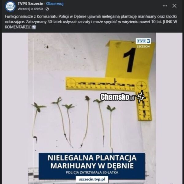 OGROMNA PLANTACJA