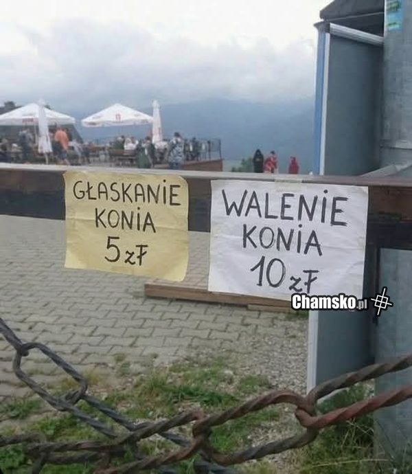 Głaskanie konia