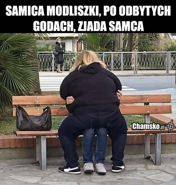 Modliszka