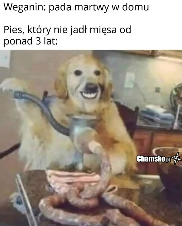 Gdy właściciel psa umiera