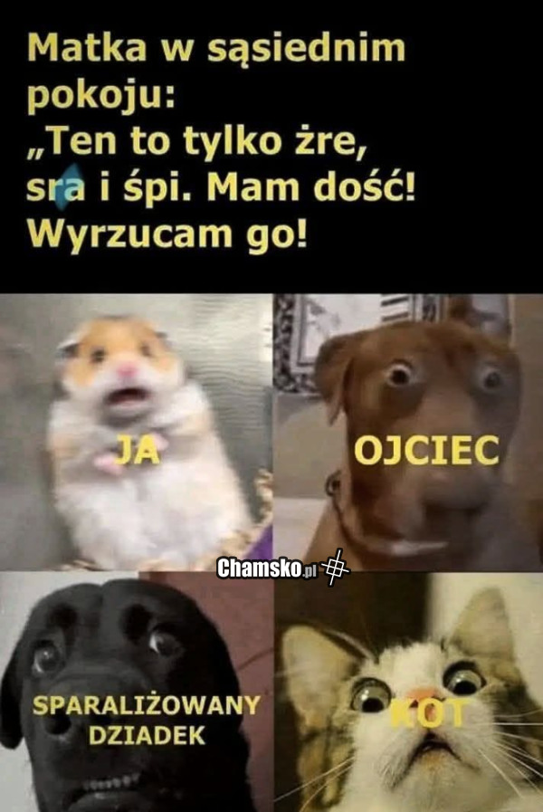 Tylko żre...