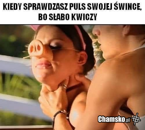 Świnka