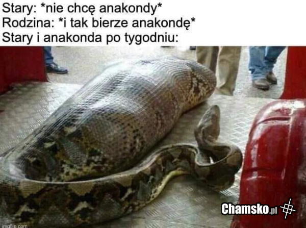 Stary i wąż