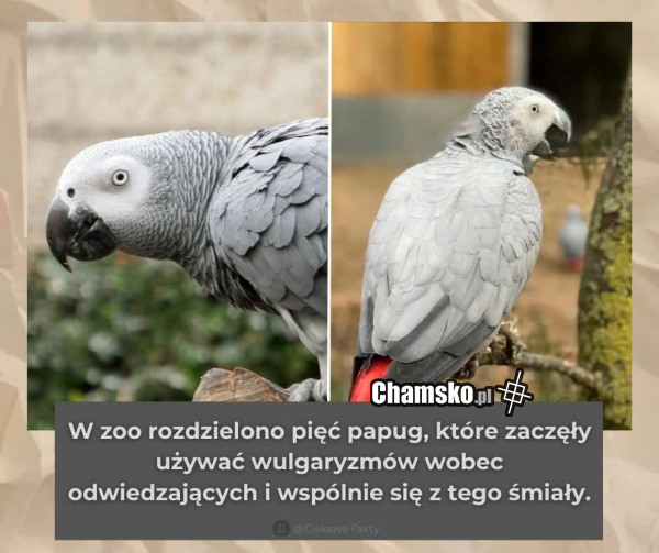 Papugi w zoo