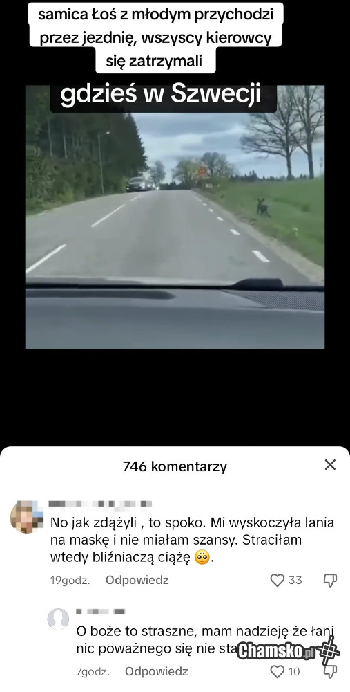 Łoś na drodze