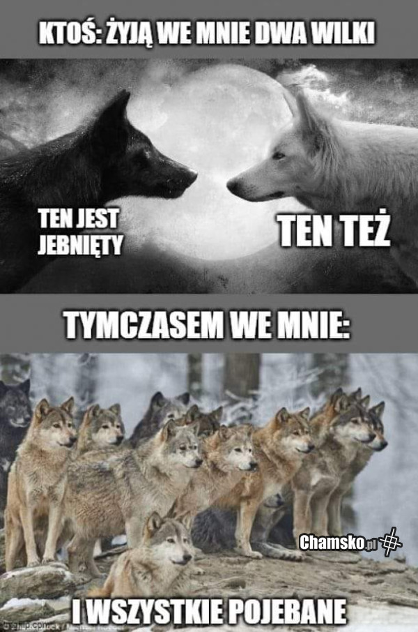 Wilki