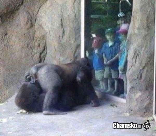 Szkolna wycieczka do zoo