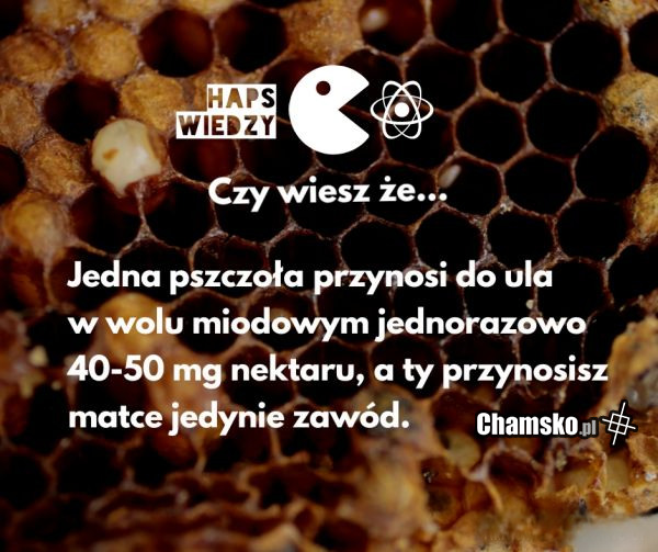Pszczoły