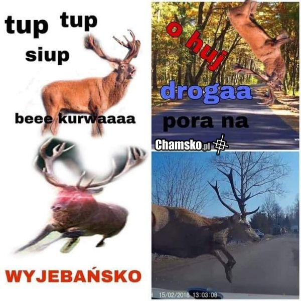 Sarna na drodze