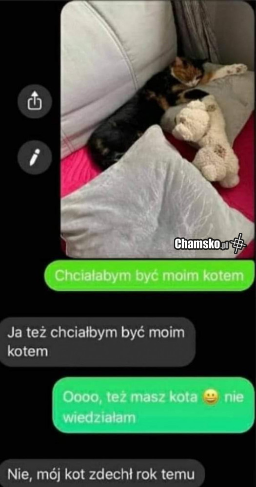 Chce być kotem