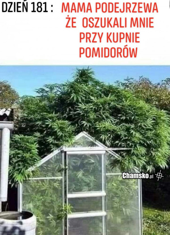 Szklarniowe pomidorki