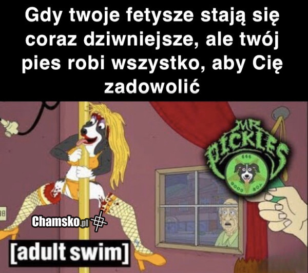 Dobry piesek