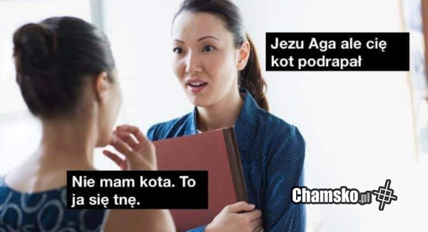 Kotek