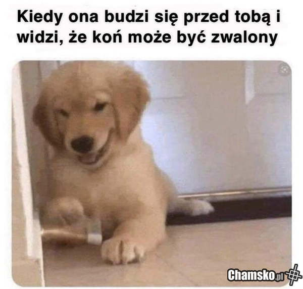 Koń
