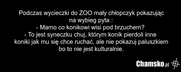 Podczas wycieczki do ZOO mały chłopczyk pokazując na wybieg pyta : - Mamo co konikowi wisi pod brzuchem? - To jest syneczku chuj, którym konik pierdoli inne koniki jak mu się chce ruchać, ale nie pokazuj paluszkiem bo to nie jest kulturalnie.