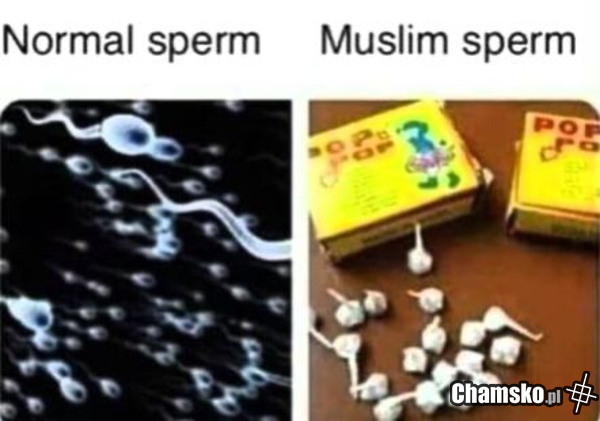 Nasienie
