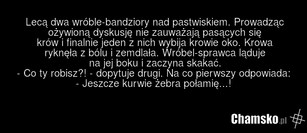 Agresywne wróble