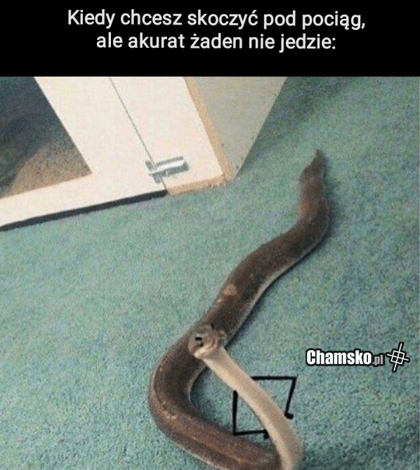 Pociąg