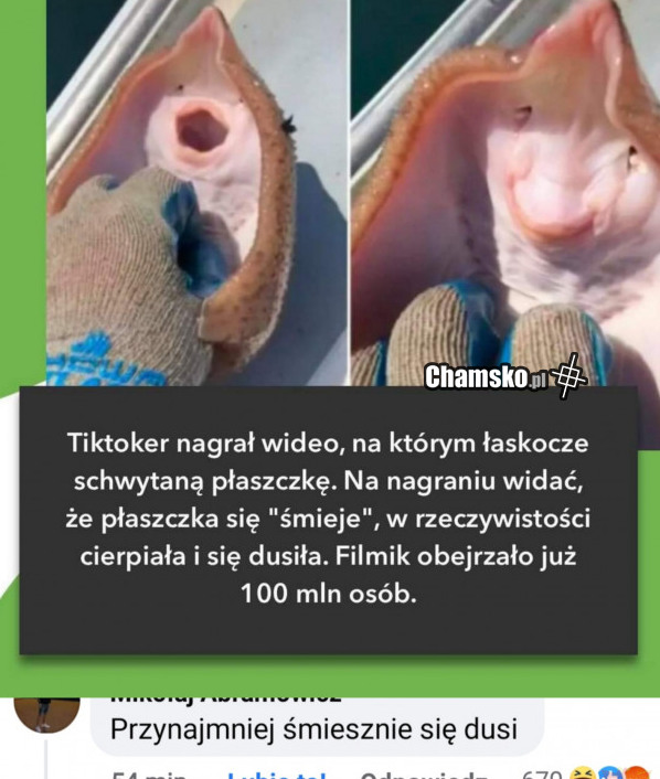 Płaszczka