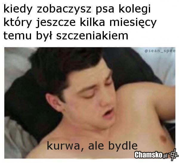 Ale bydle!