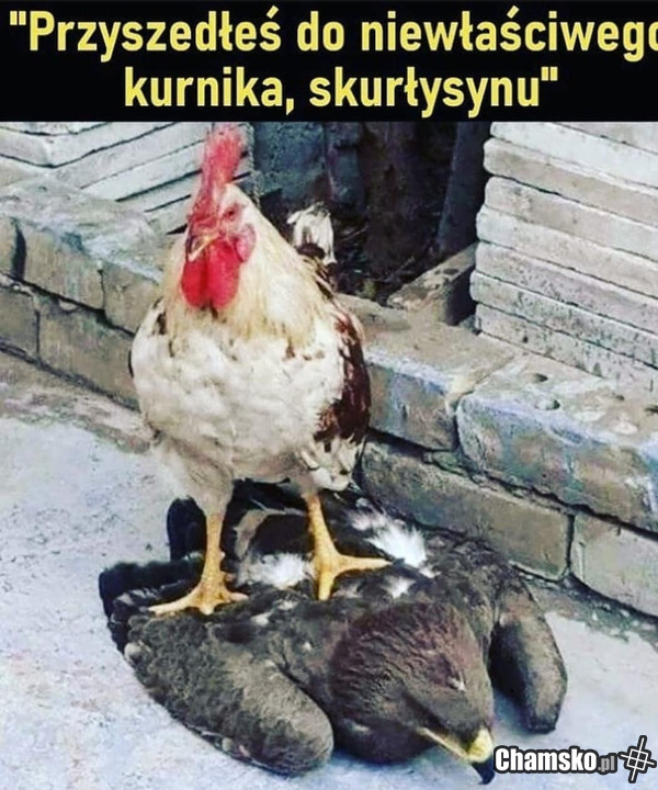 Niebezpieczna dzielnica