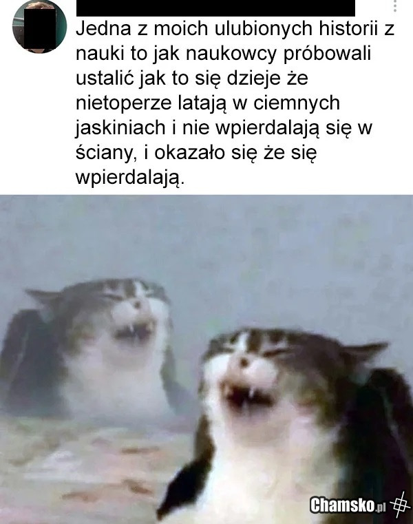Nietoperze