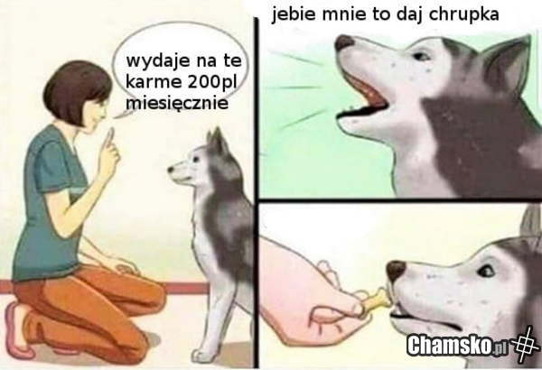 Daj głos