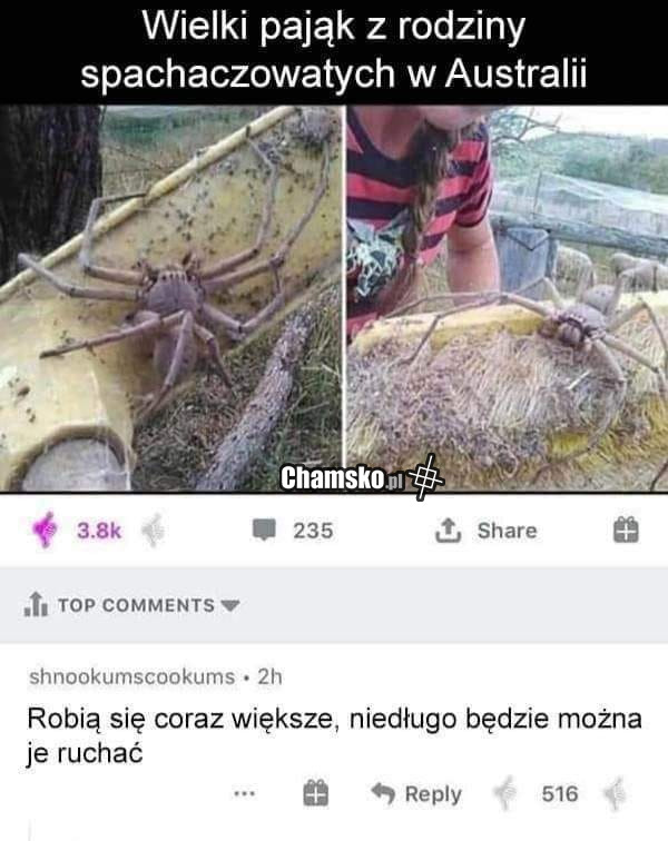 Wielki pająk
