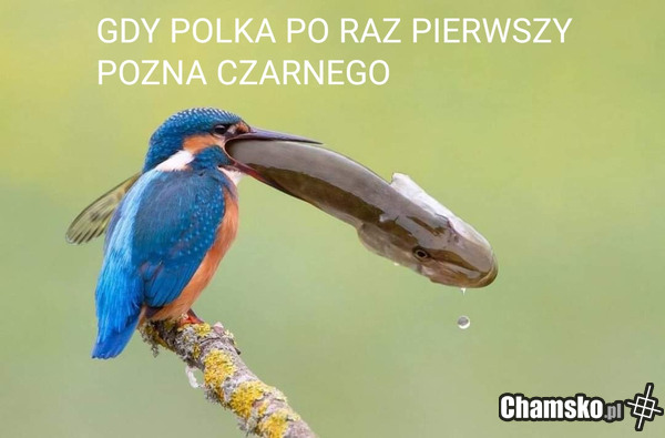 Nowy facet