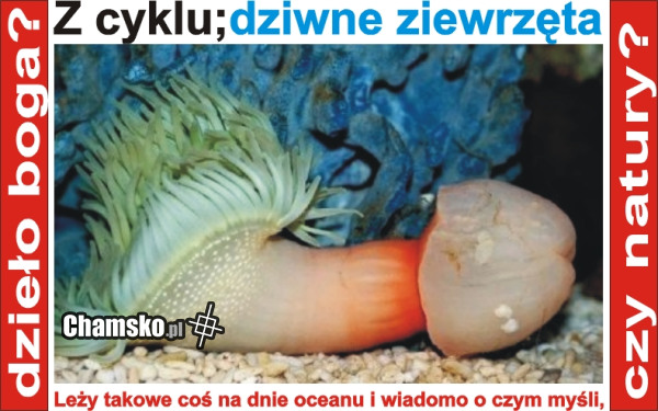 Dziwne zwierzęta