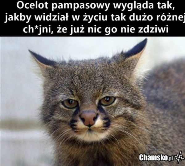 Ocelot